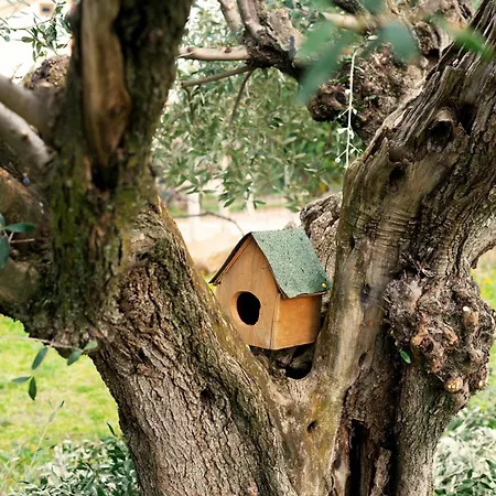 Stanze Private In Fattoria Agricola Farm stay Colonna